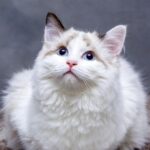 고양이 사짐 보관을 위한 유용한 꿀팁